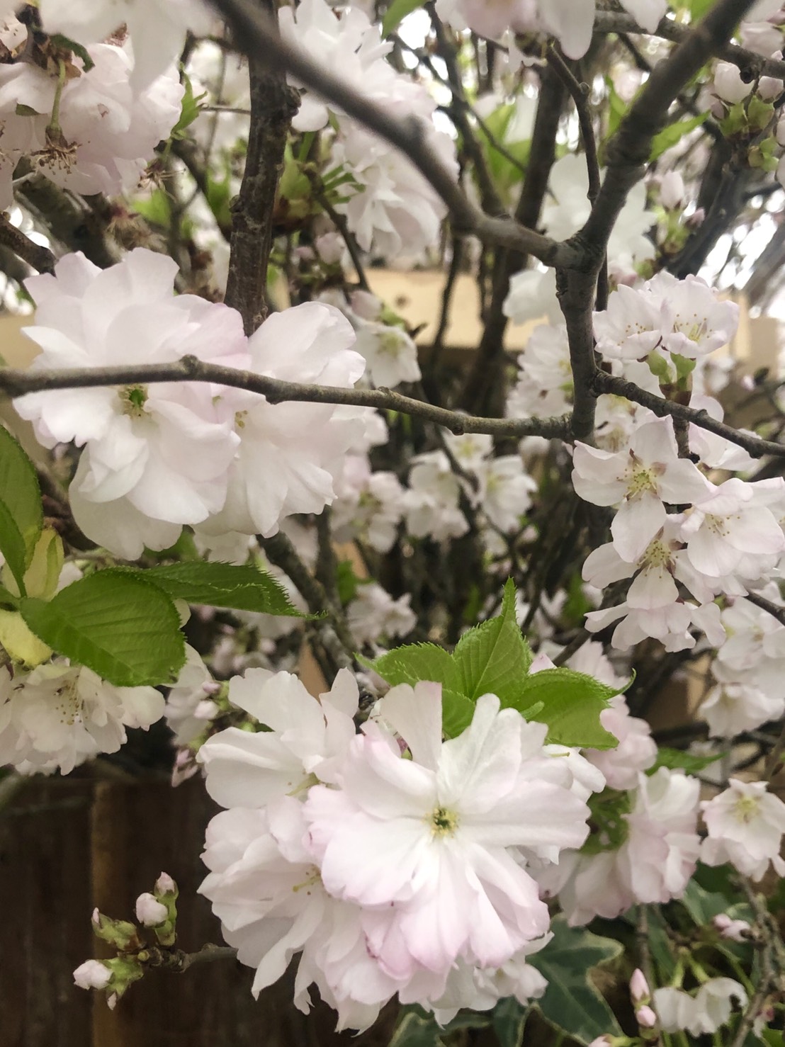 はじめまして☆彡